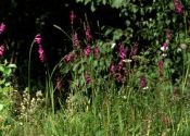 jumstiņu gladiola attēls