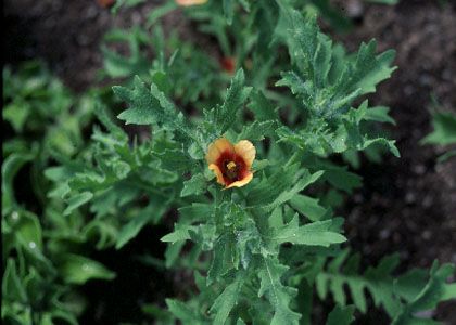 Glaucium corniculatum (L.) Rudolph attēls