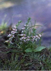 Glaux maritima L. attēls