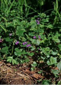 Glechoma hederacea L. attēls