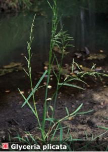 Glyceria fluitans (L.) R.Br. attēls