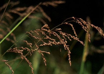 Glyceria striata (Lam.) Hitchc. attēls