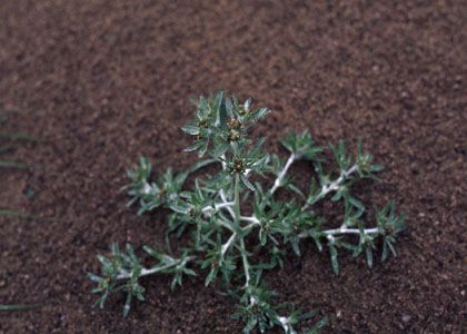 Gnaphalium uliginosum L. attēls