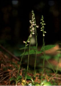 Goodyera repens (L.) R.Br. attēls