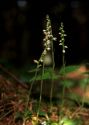 Goodyera repens (L.) R.Br. attēls