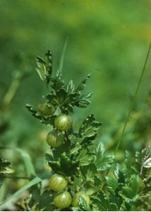 Grossularia reclinata (L.) Mill. attēls