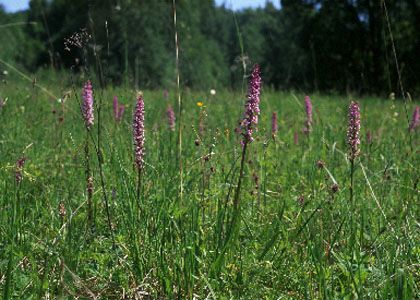 Gymnadenia conopsea (L.) R.Br. attēls