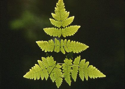 Gymnocarpium dryopteris (L.) Newman attēls