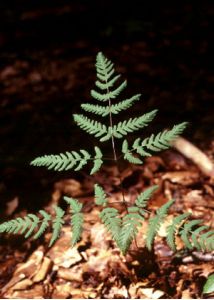 Gymnocarpium robertianum (Hoffm.) Newman attēls