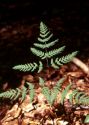 Gymnocarpium robertianum (Hoffm.) Newman attēls