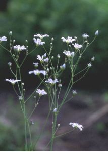 Gypsophila elegans M.Bieb. attēls