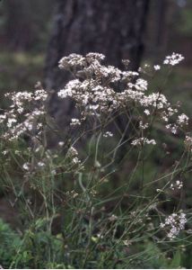 Gypsophila fastigiata L. attēls