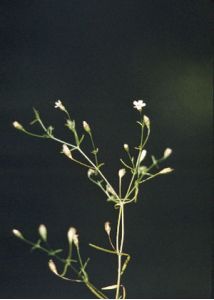 Gypsophila muralis L. attēls