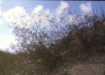 Gypsophila paniculata L. attēls