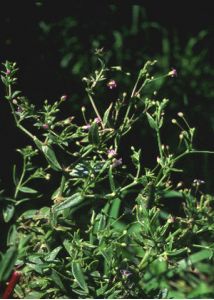 Gypsophila perfoliata L. attēls