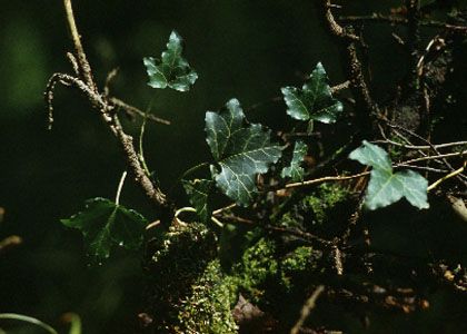 Hedera helix L. var. baltica Rehder attēls