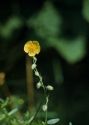 Helianthemum nummularium (L.) Mill. attēls