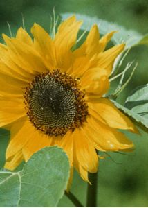 Helianthus annuus L. attēls