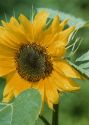 Helianthus annuus L. attēls