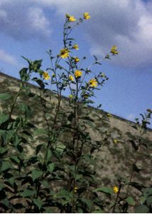 Helianthus tuberosus L. attēls