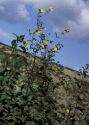 Helianthus tuberosus L. attēls