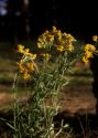 Helichrysum arenarium (L.) Moench attēls