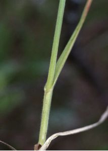 Helictotrichon pubescens (Huds.) Pilg. attēls