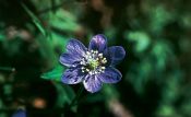 Hepatica nobilis Mill. attēls