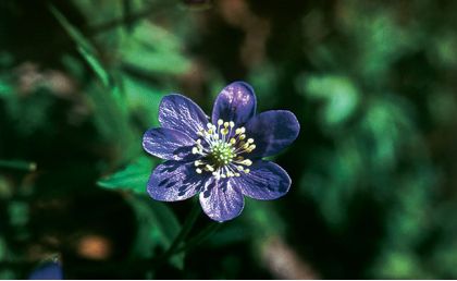 Hepatica nobilis Mill. attēls