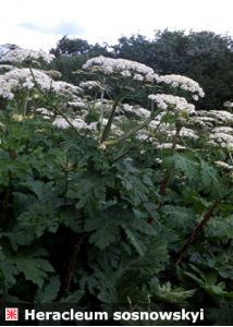 Heracleum mantegazzianum Sommier et Levier attēls