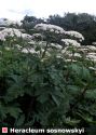 Heracleum mantegazzianum Sommier et Levier attēls