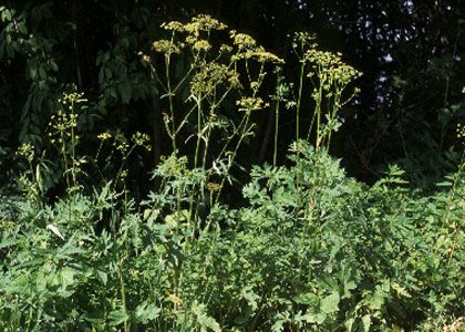 Heracleum sibiricum L. attēls