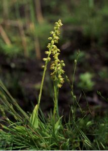 Herminium monorchis (L.) R.Br. attēls