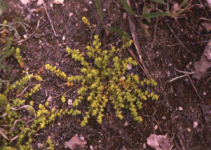 Herniaria glabra L. attēls