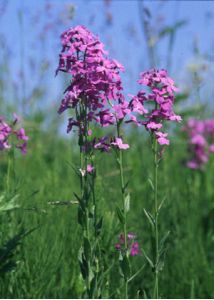 Hesperis matronalis L. attēls