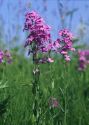 Hesperis matronalis L. attēls