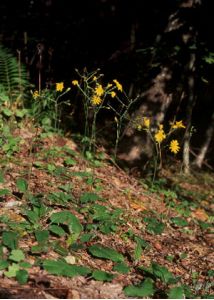 Hieracium murorum L. attēls