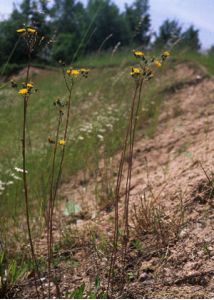 Pilosella praealta (Vill. ex Gochnat) F.W.Schultz et Sch.Bip. attēls