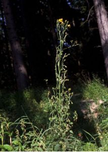 Hieracium sabaudum L. attēls