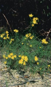 Hieracium umbellatum L. attēls