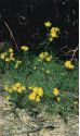 Hieracium umbellatum L. attēls