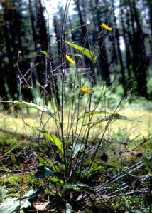 Hieracium vulgatum Fr. attēls