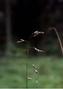 Hierochloё australis (Schrad.) Roem. et Schult. attēls