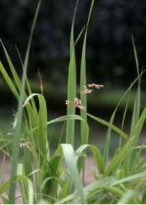 Hierochloё repens (Host) P.Beauv. attēls