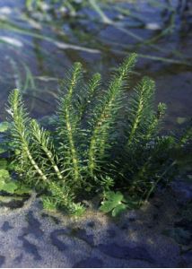 Hippuris vulgaris L. attēls