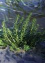 Hippuris vulgaris L. attēls