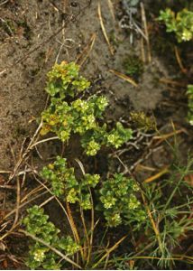 Honckenya peploides (L.) Ehrh. attēls