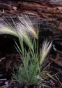 Hordeum jubatum L. attēls