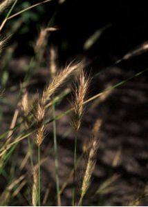 Hordeum secalinum Schreb. attēls