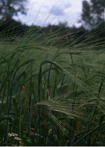 Hordeum vulgare L. s.l. attēls